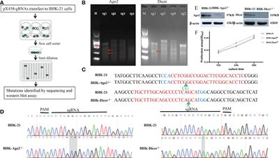 CRISPR/Cas9-Mediated Knockout of the Dicer and Ago2 Genes in BHK-21 Cell Promoted Seneca Virus A Replication and Enhanced Autophagy